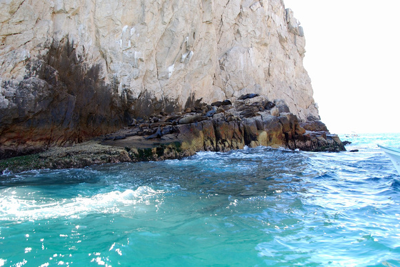 Day 7 Cabo DSC_0029 Sea Lions